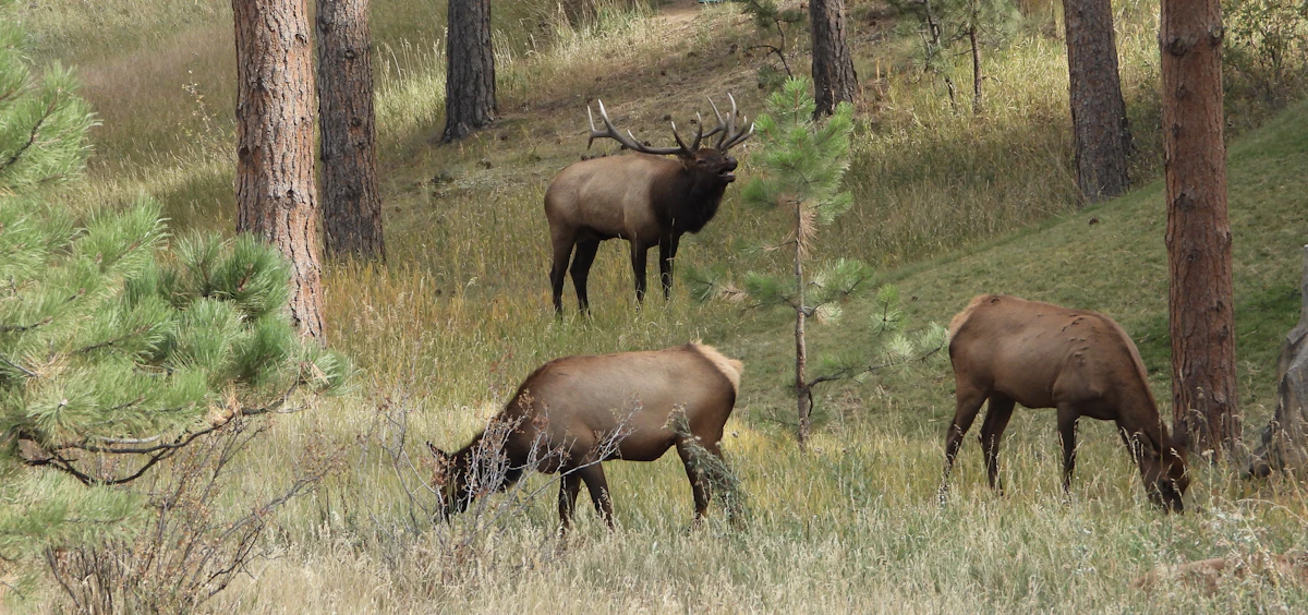 Cow Elk Calling During Archery Season: When, Why, and How to Use Cow Calls Effectively