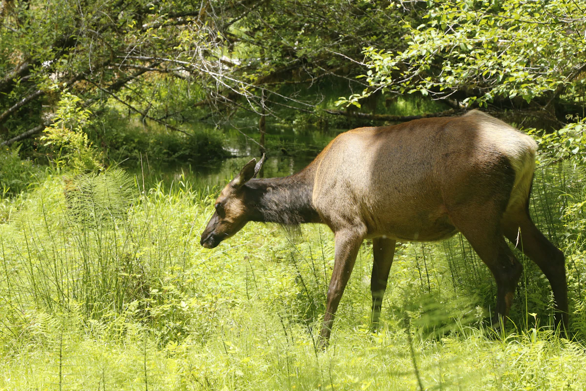Cow Elk Calling During Rifle Season: Why It Works When Bulls Go Silent