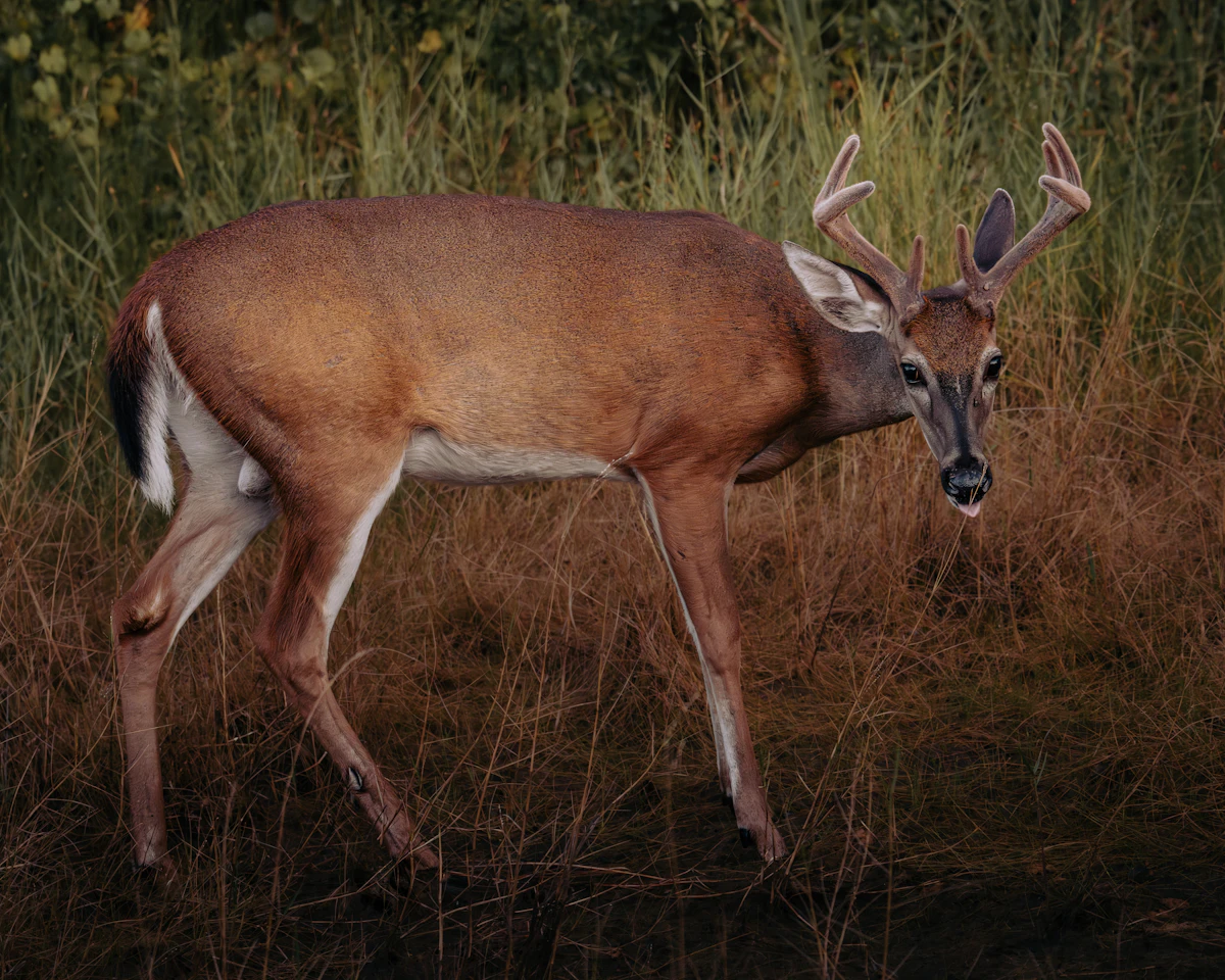 Decoy Hunting Whitetails: Proven Strategies for Rut Success