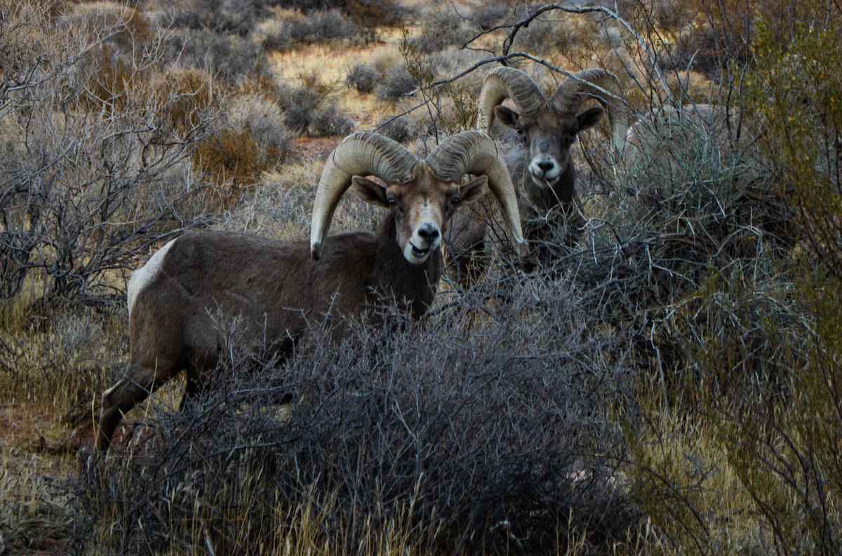 Desert Bighorn Sheep Hunting in Colorado: Draw Odds, Units, Seasons, Gear, and Strategy