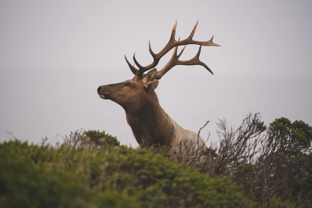 DIY Elk Hunt Planning: Real-World Strategies, Pitfalls, and Honest Expectations