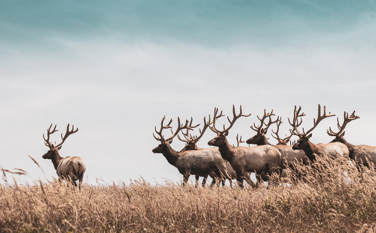 DIY Elk Hunting in Idaho 2027: Strategies and Tips for Success