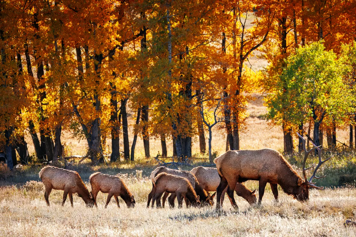 DIY Public Land Hunting: Real-World Tactics for 2026