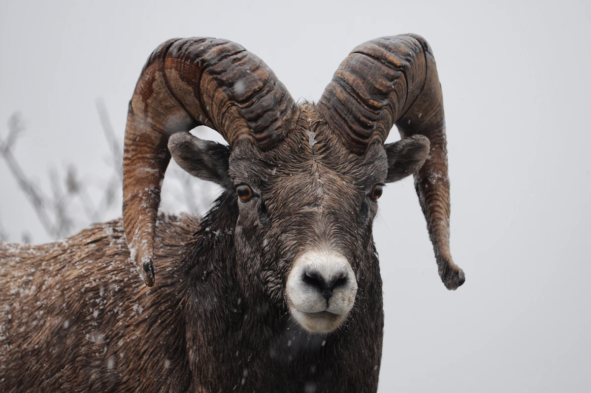 DIY Sheep Hunting: A Complete Guide to Planning Your First Backcountry Ram Hunt