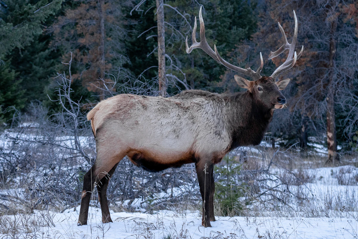 DIY vs Guided Elk Hunting: Which Hunt Makes Sense?