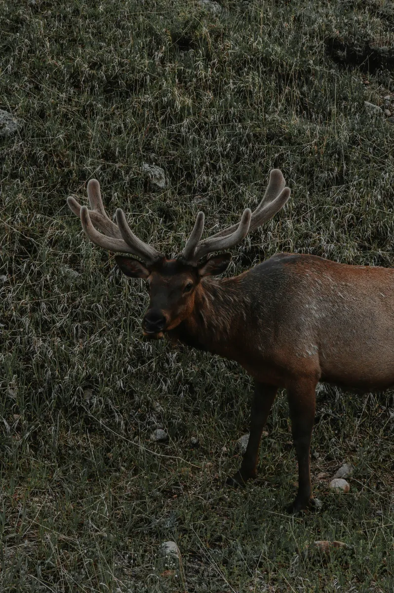 Early Season vs Late Season Elk Hunting: Real-World Pros, Cons, and Tactics