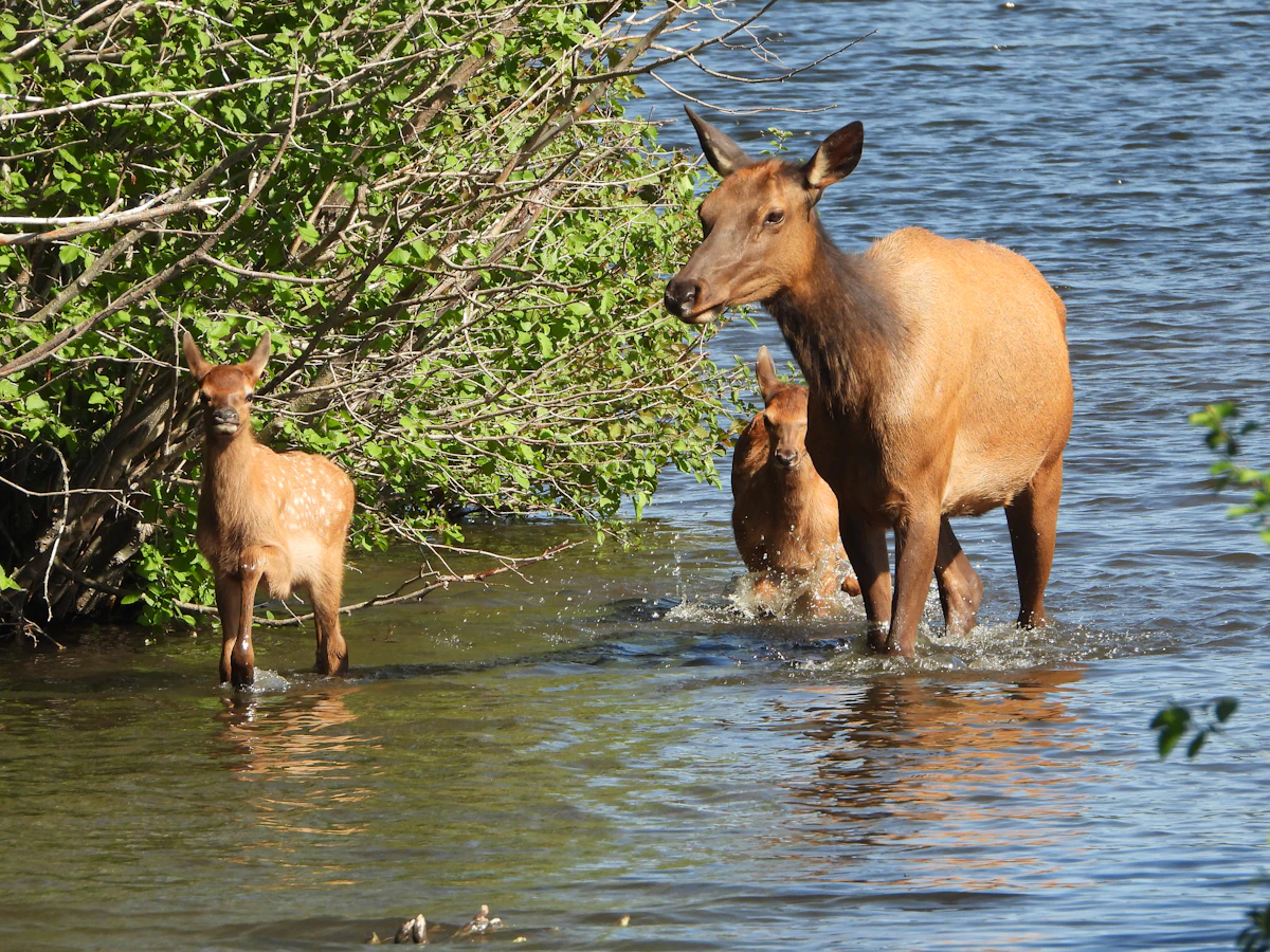 Elk Contact Calls vs Assembly Calls: When to Use Each
