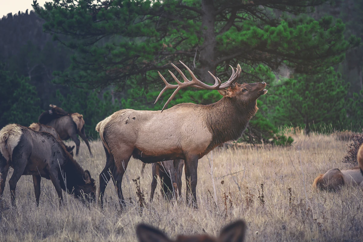 Estrus Calls: When to Use Them for Elk, Deer, and Antelope