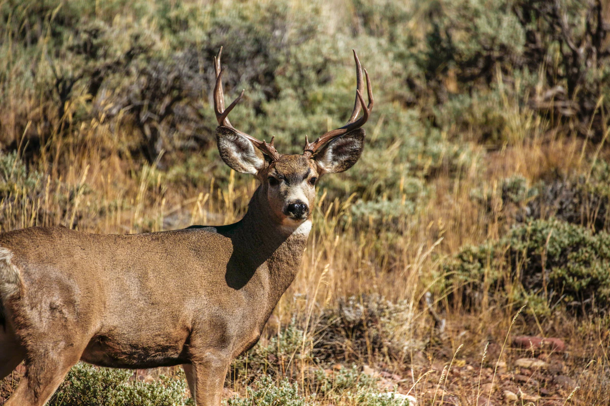 Field Judging Whitetails: A Hunter's Guide to Scoring Bucks on the Hoof