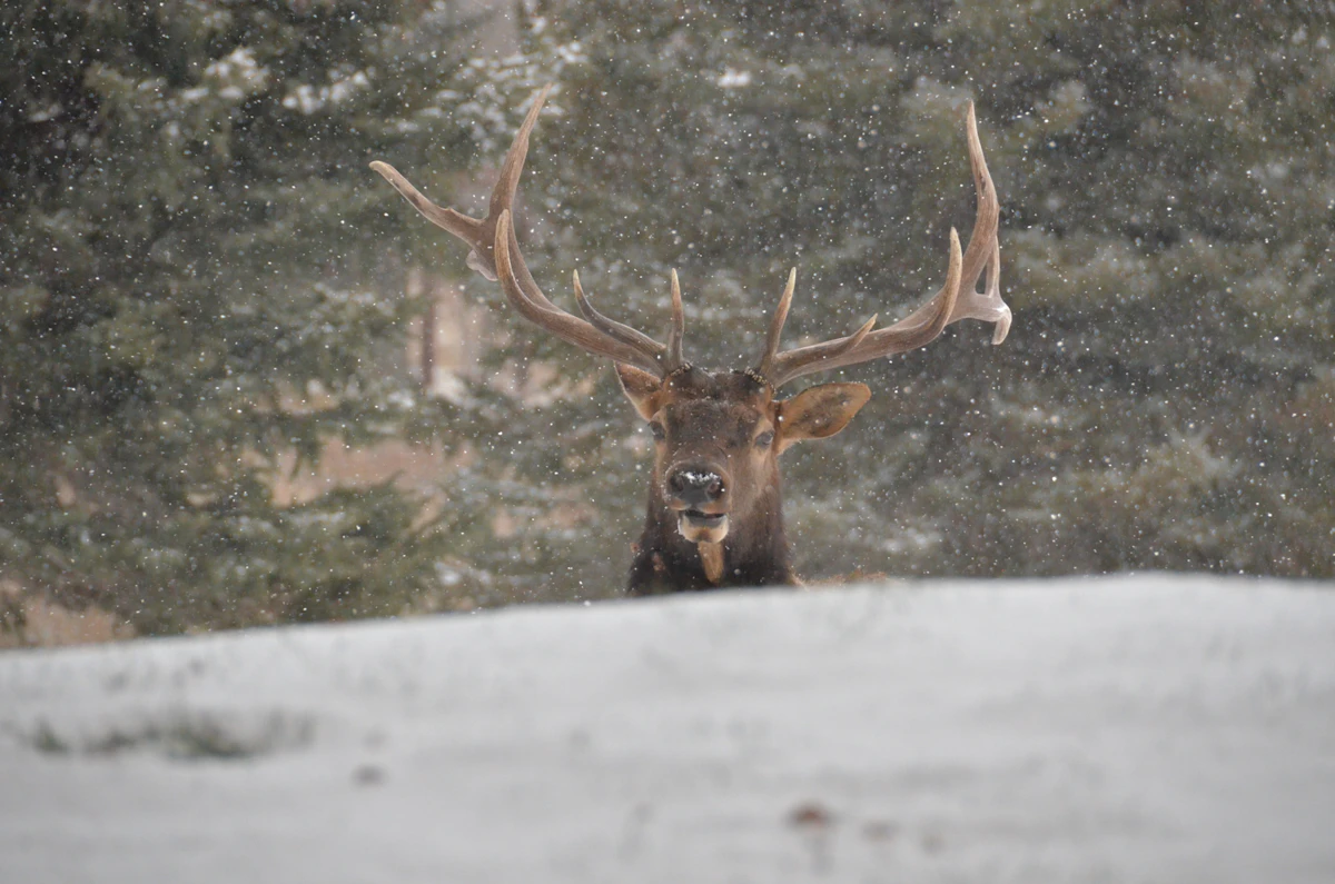 Finding Elk Without Hearing a Bugle: Silent Season Strategies