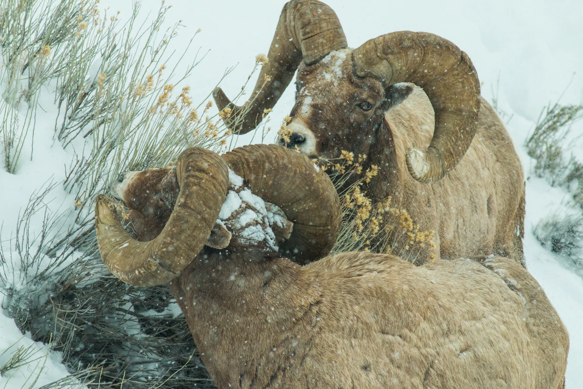 Finding Rams: How to Scout, Glass, and Hunt Bighorn Sheep
