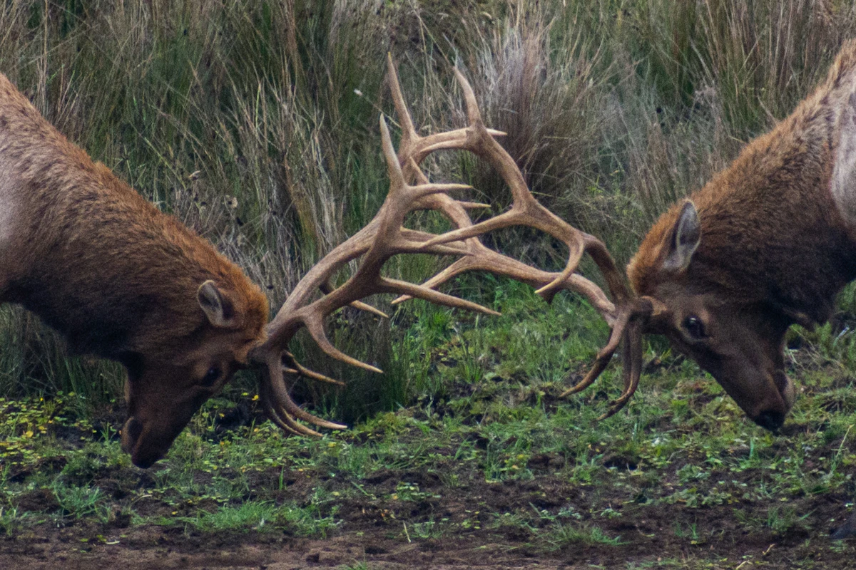 Fixed vs Mechanical Broadheads for Elk Hunting | Which Is Better?