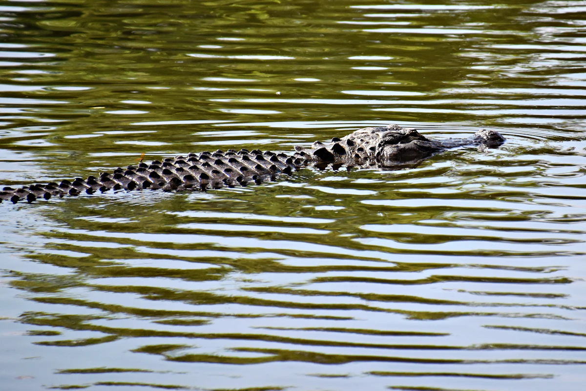 Florida Alligator Hunting Season 2025: Dates, Permits & Application Strategy