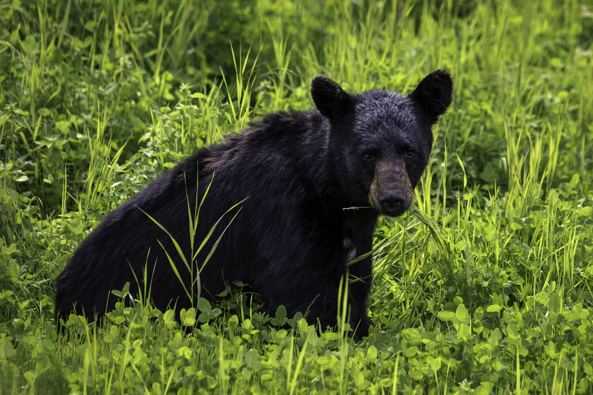 Florida Bear Hunting Ethics and Conservation: Balancing Harvest and Population Health