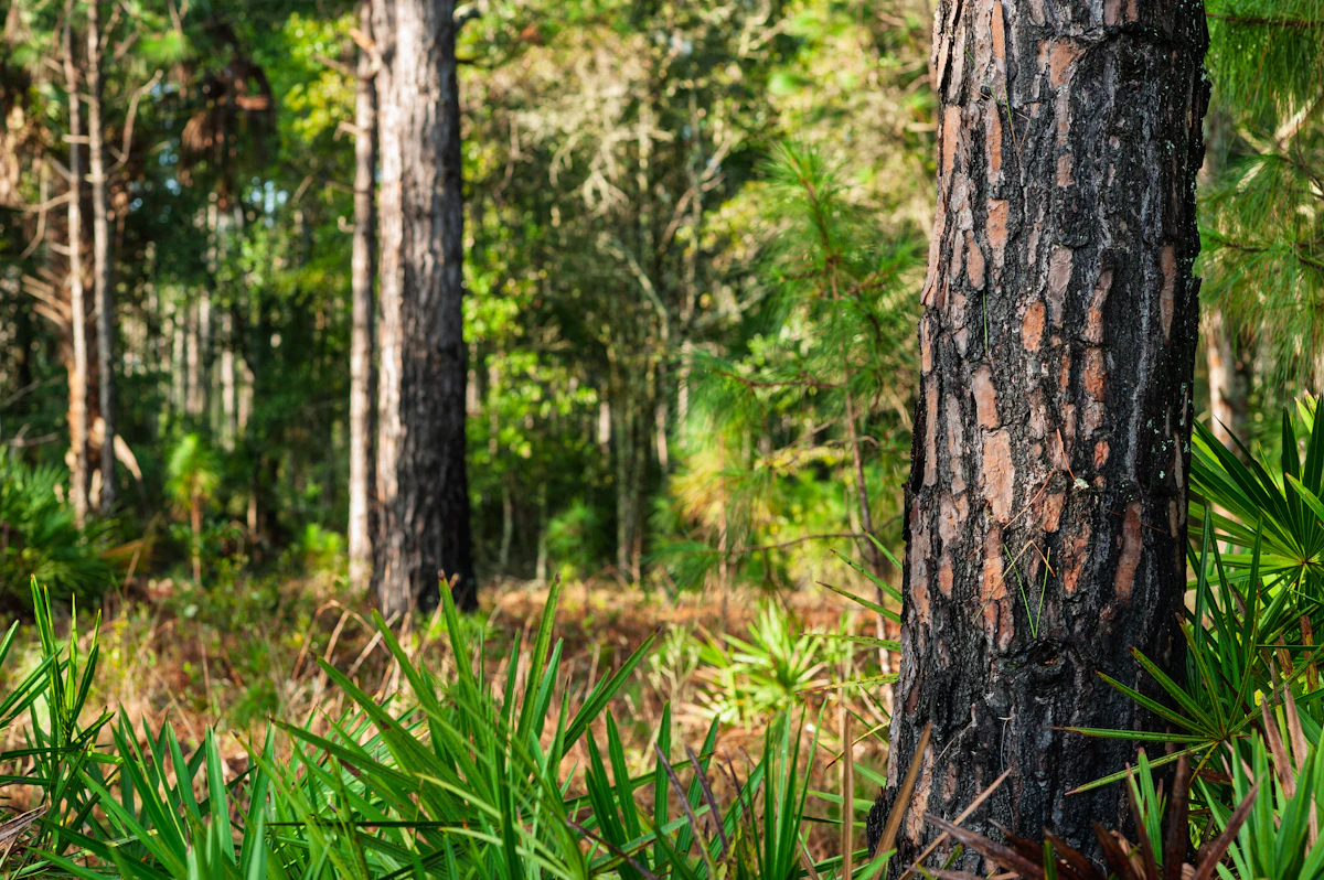 Florida Bear Hunting FAQs Answered