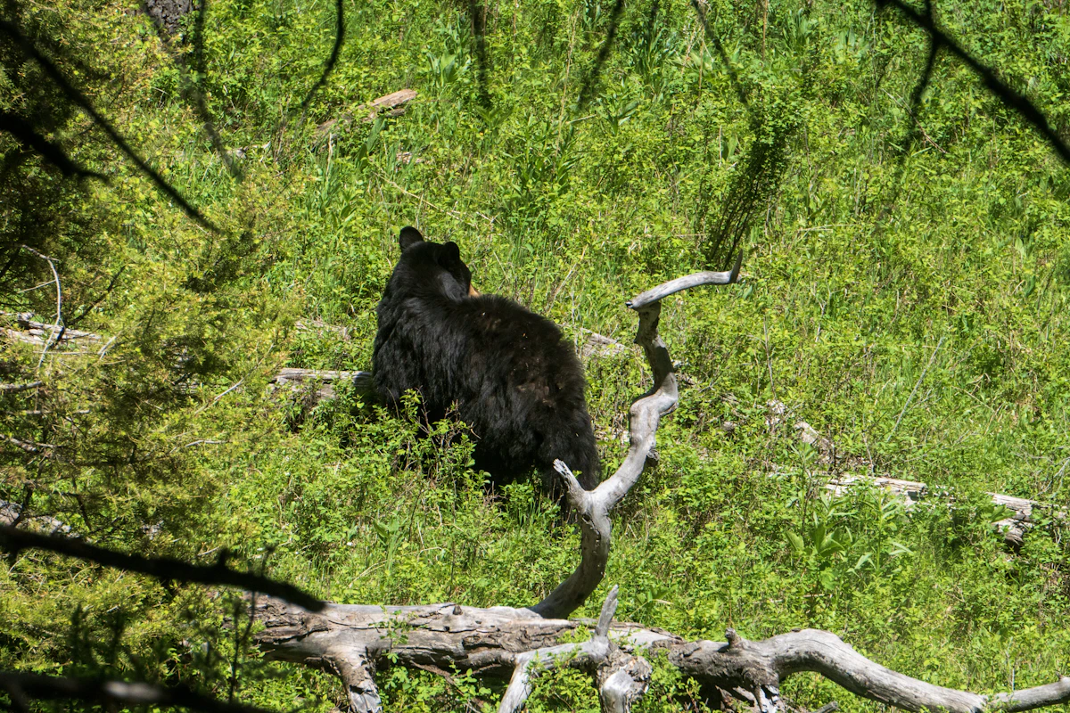 Florida Bear Hunting Mistakes First-Time Hunters Make
