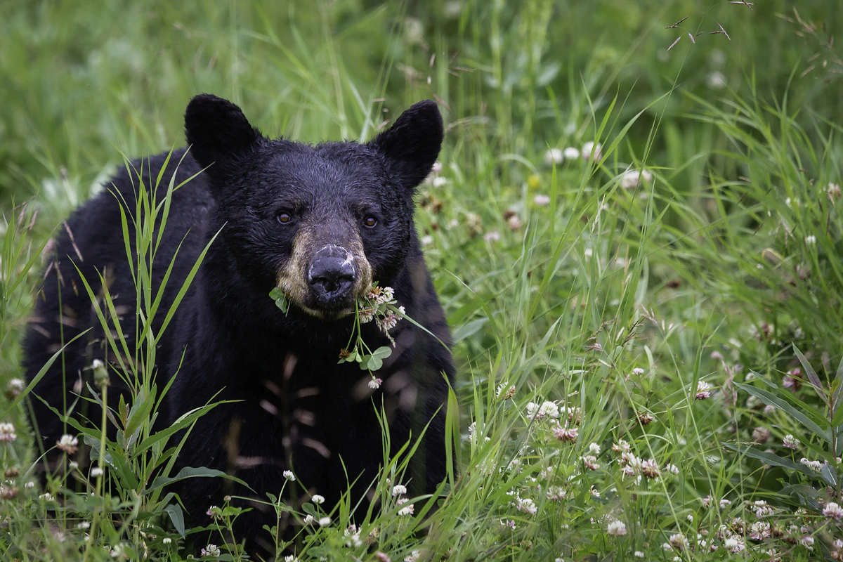 Florida Bear Hunting vs. Louisiana Bear Hunting: Permits, Season Dates & Success Rates Compared