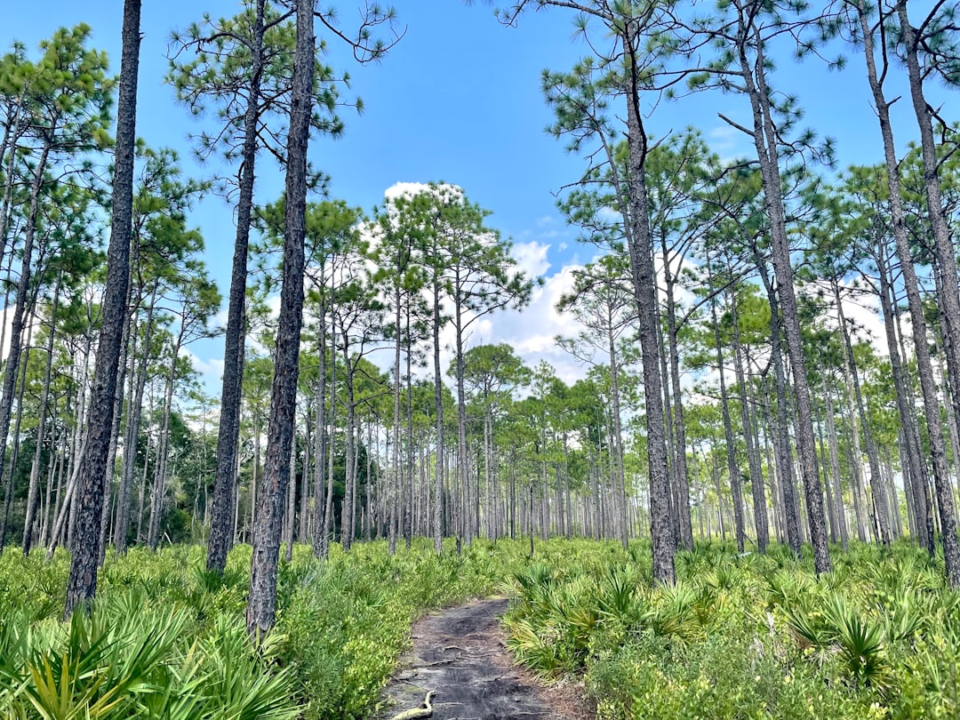 Florida Bear Hunting Zones Explained: BMUs, Seasons & How to Draw a Tag