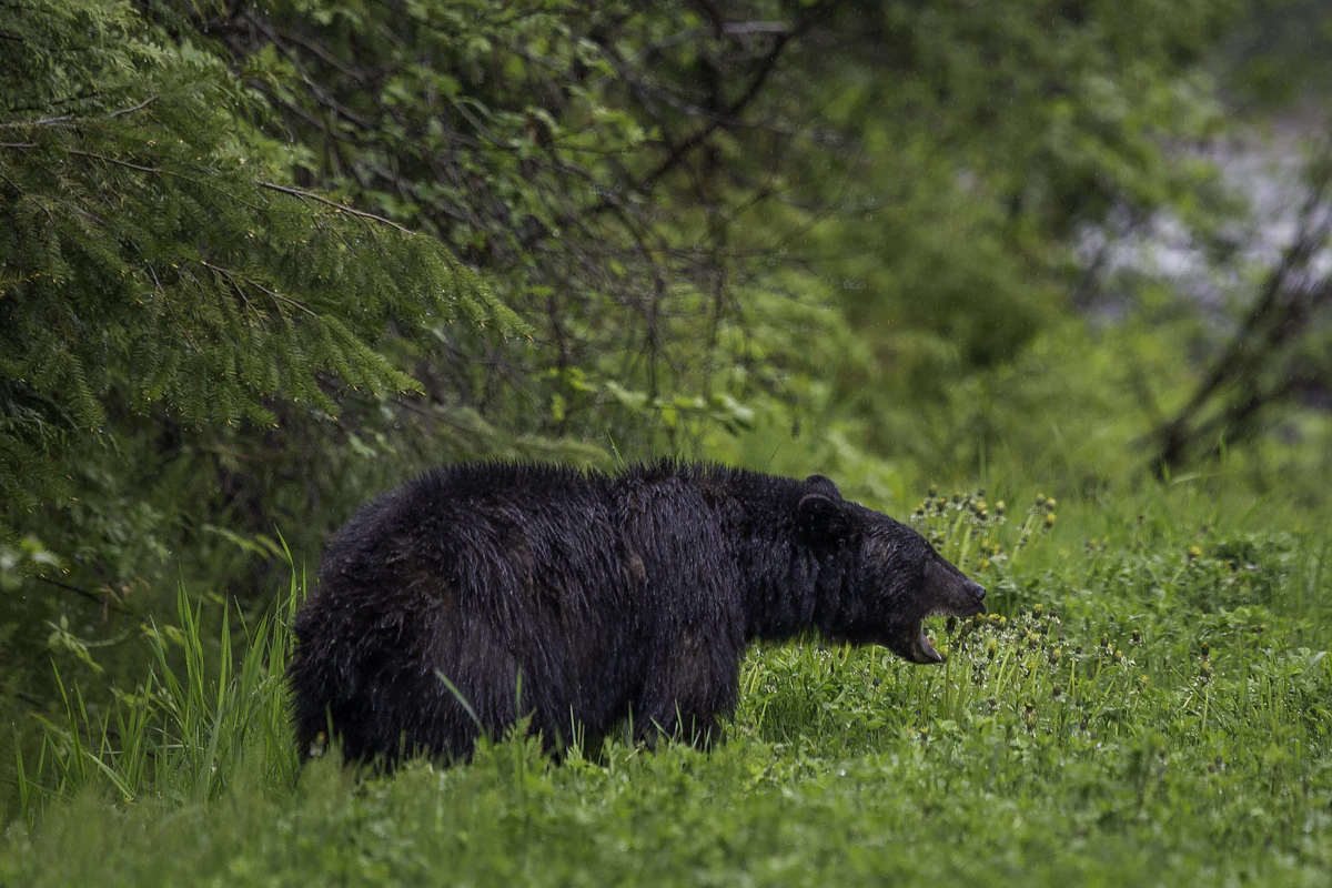 Florida Bear Meat, Hide Care, and Trophy Preparation — A Hunter's Complete Guide