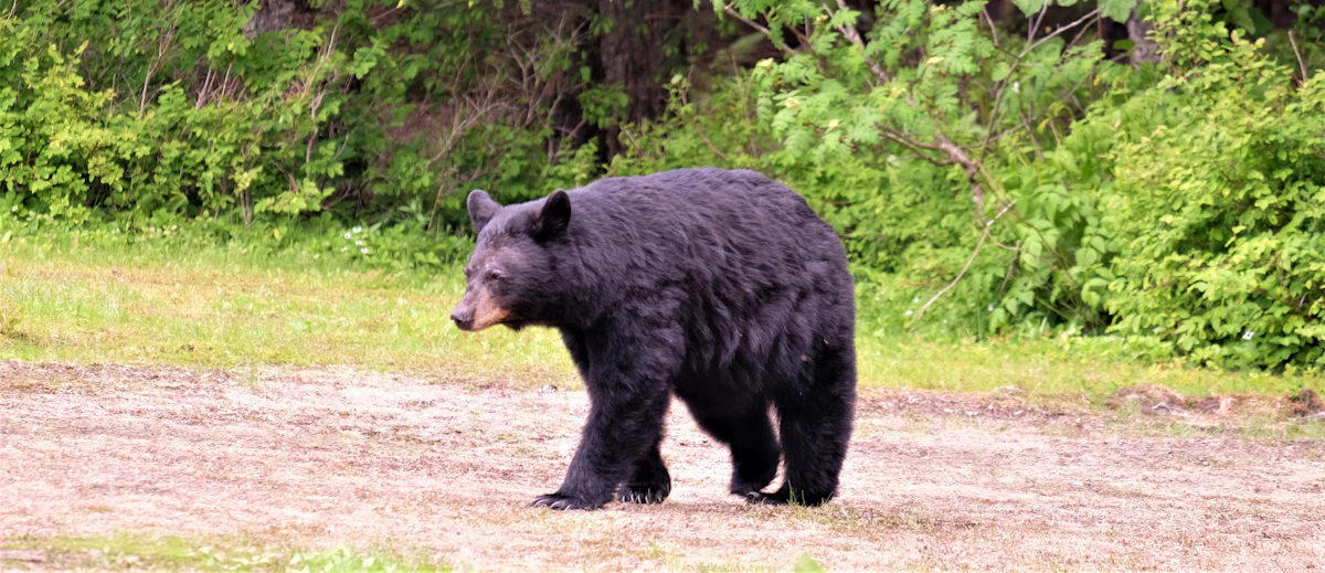 Florida Black Bear Hunting: Complete Beginner's Guide