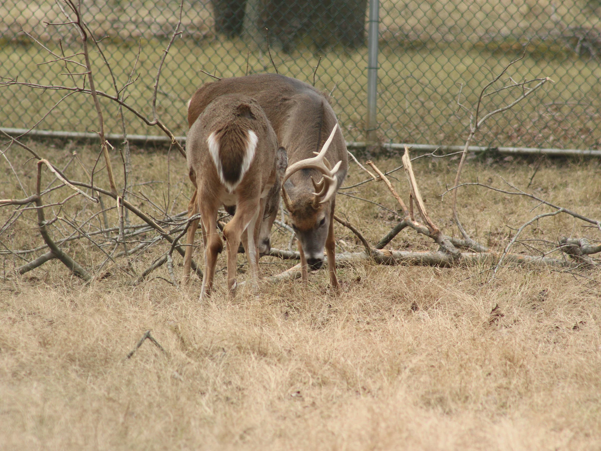 Florida Deer Hunting Guide 2026: Zones, Seasons & Top Public Land Units