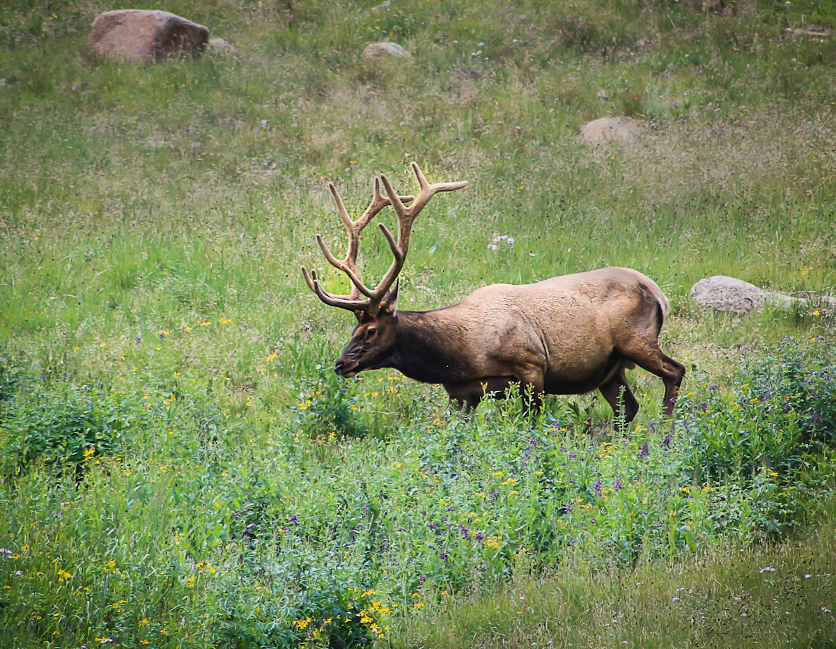 Glunking Explained: What Western Hunters Need to Know About This Draw Strategy