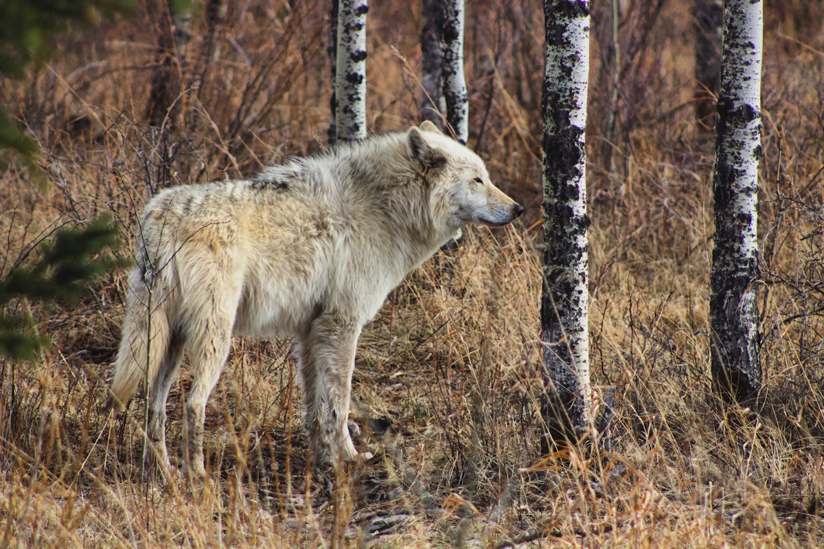Gray Wolf Hunting and Federal Protection: What Hunters Need to Know 2027