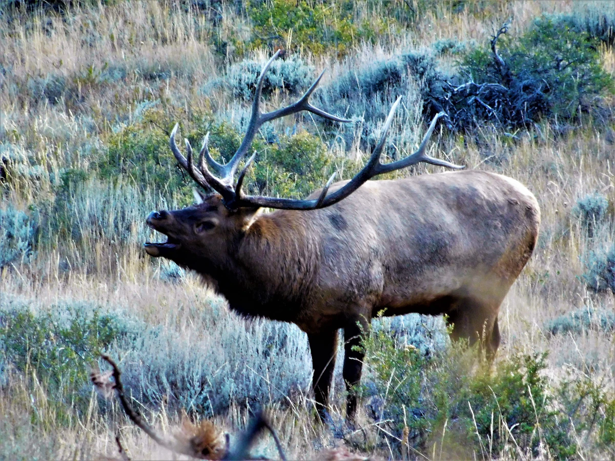 Guide-Proven Tactics for Closing the Final 100 Yards on Elk