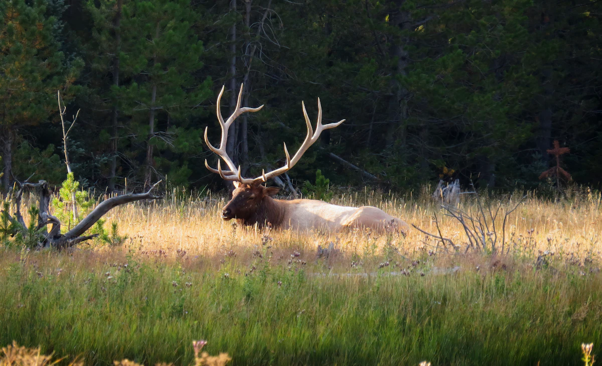 Guided Archery Elk Hunts 2027: States, Tags & Draws