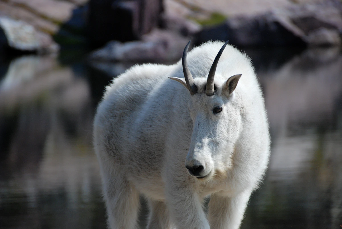 Guided Mountain Goat Hunts 2027: Outfitters & Costs