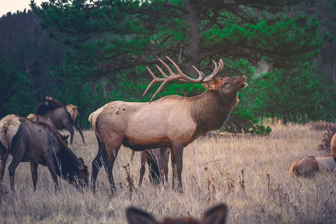 Guided Rifle Elk Hunts 2027: States, Tags & Seasons