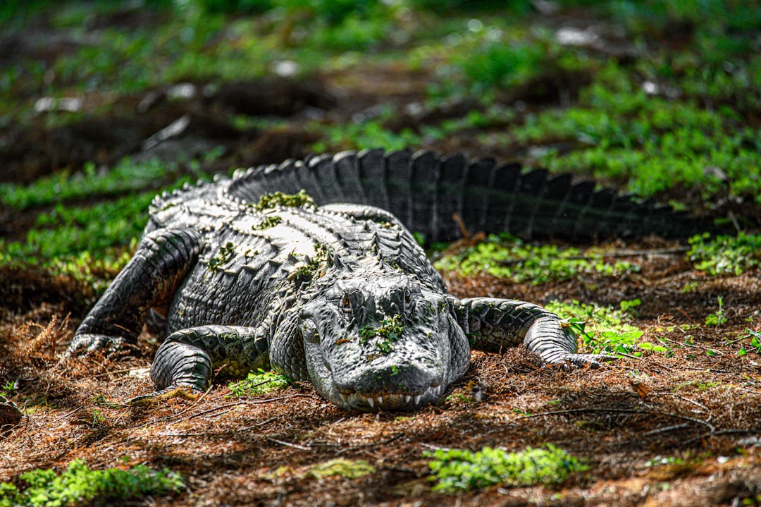 How Big Do Florida Alligators Get? Size Records and What Hunters Should Know