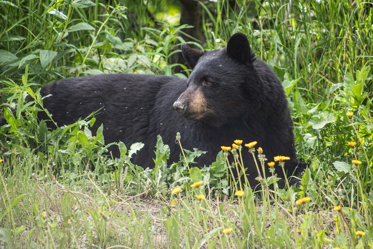How Hard Is It to Draw a Florida Bear Permit? Draw Odds & Application Strategy