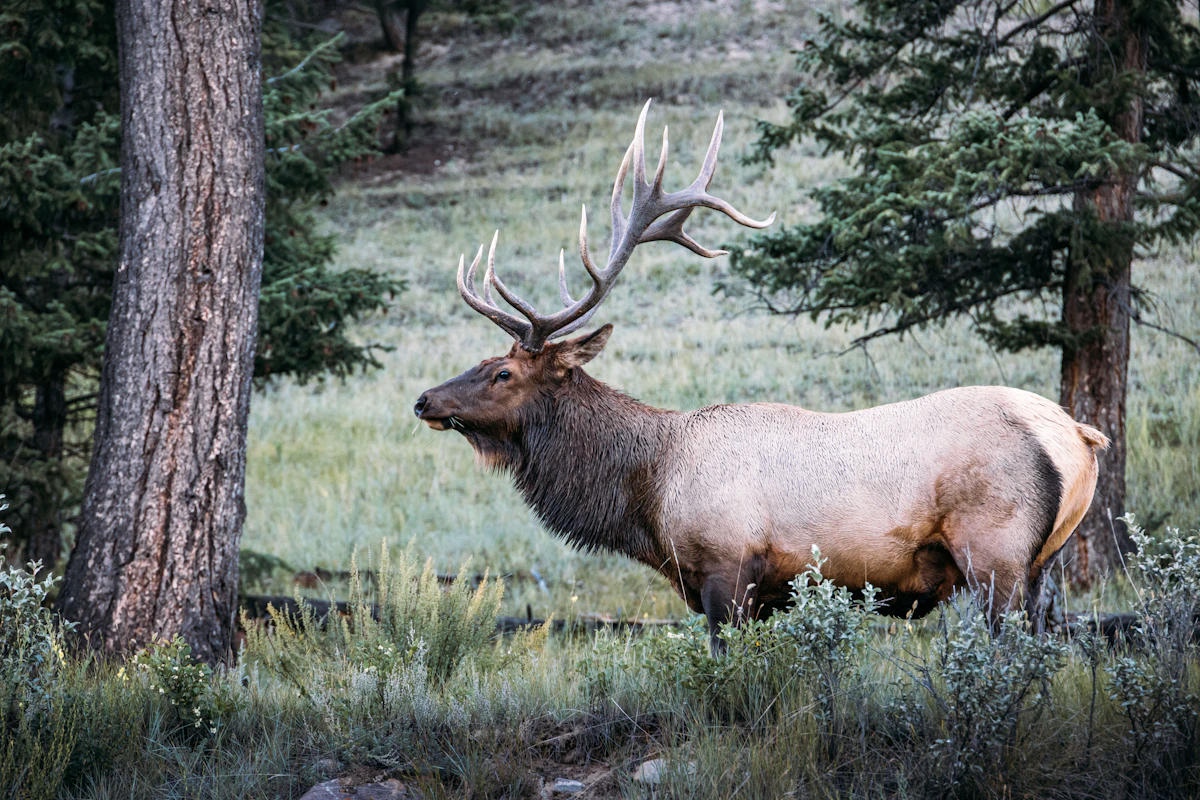 Guided Elk Hunt Cost 2027: Prices & Complete Budget Guide