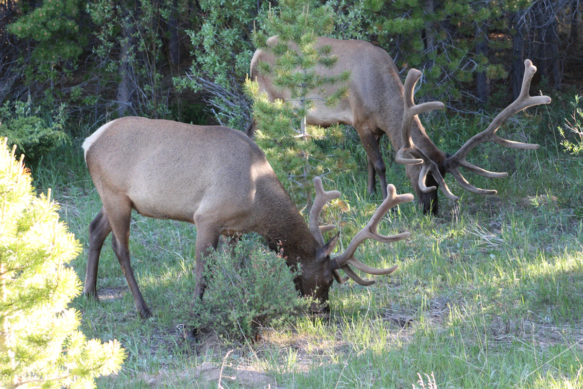 How Outfitters Scout New Units: Proven Methods for Finding Elk, Deer, and Antelope