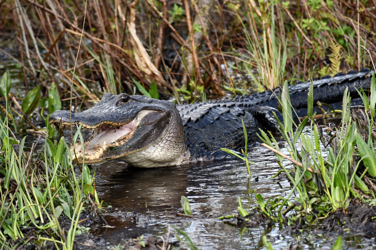 How the Florida Alligator Hunt Works: Permits, Seasons, and Harvest Rules