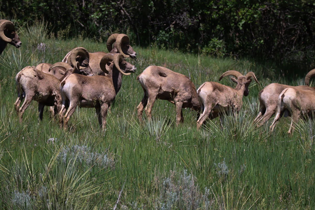 How to Age a Bighorn Sheep Ram in the Field — Horn Growth, Brooming, and Quarter Curls Explained