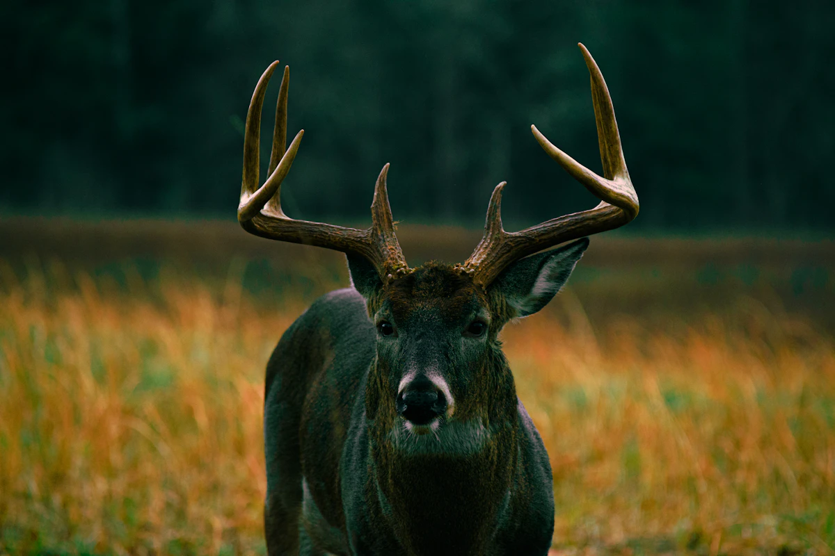 How to Age a Whitetail Buck: Field Techniques Every Hunter Should Know
