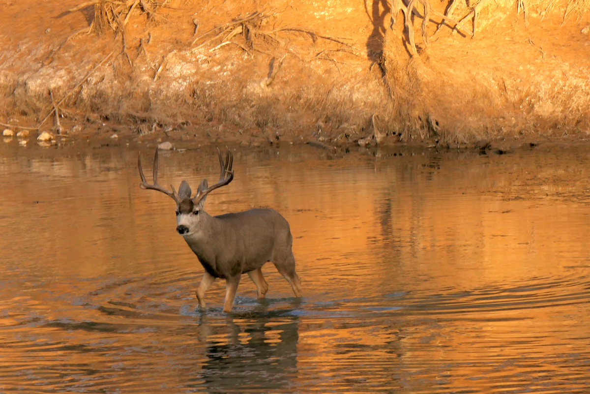 How to Age Mule Deer on the Hoof — Field Judging Buck Age Classes