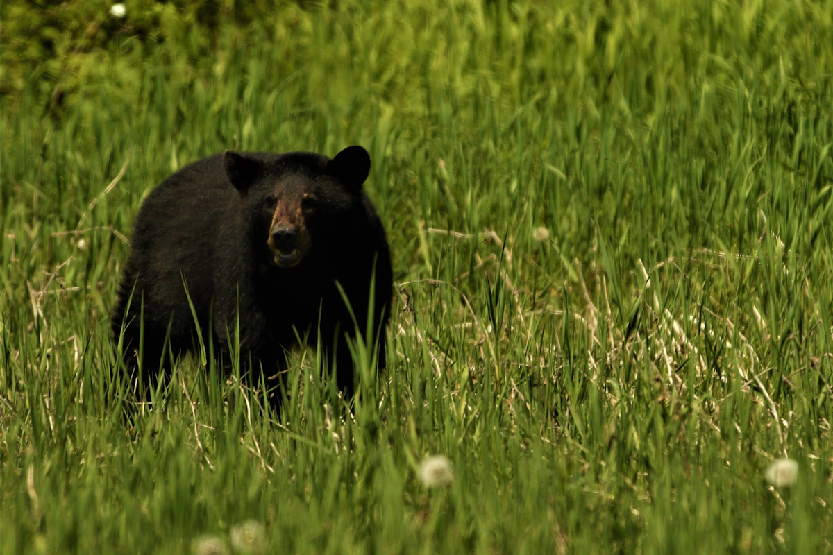 How to Apply for a Florida Bear Permit: Complete 2025 Guide