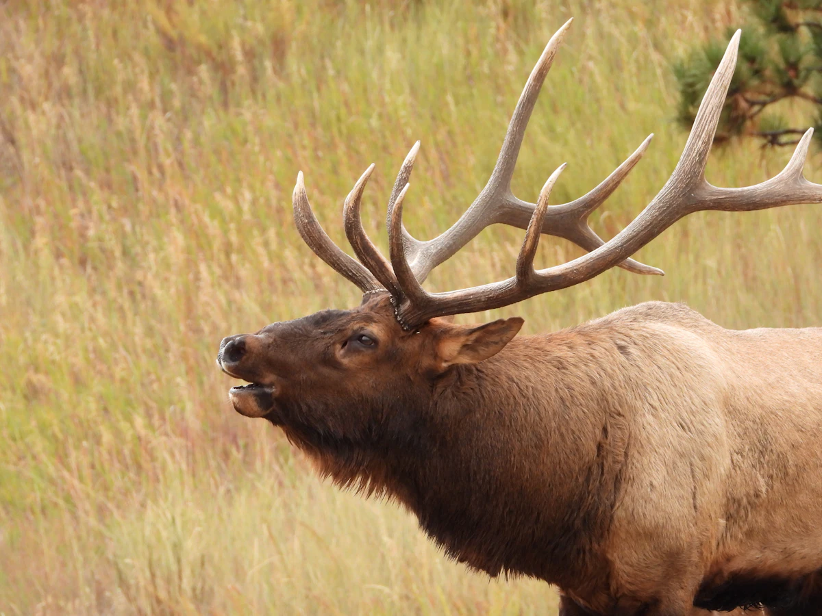 How to Call Elk for the First Time: A Complete Guide for New Hunters