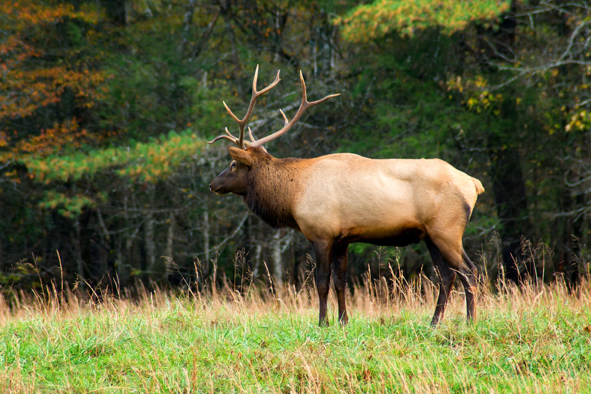 How to Call Elk in High Pressure Areas — Tactics That Still Work