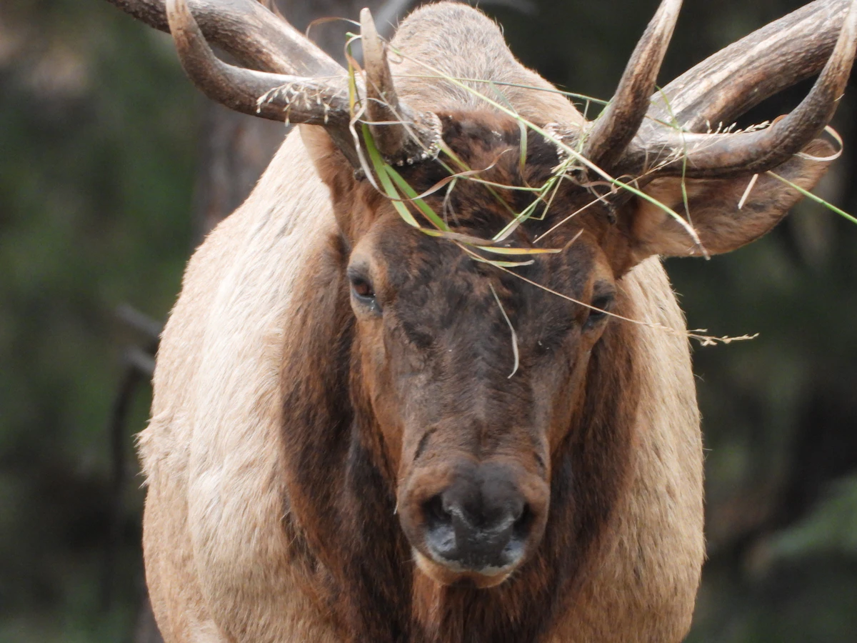 How to Choose an Elk Outfitter: 15 Questions to Ask