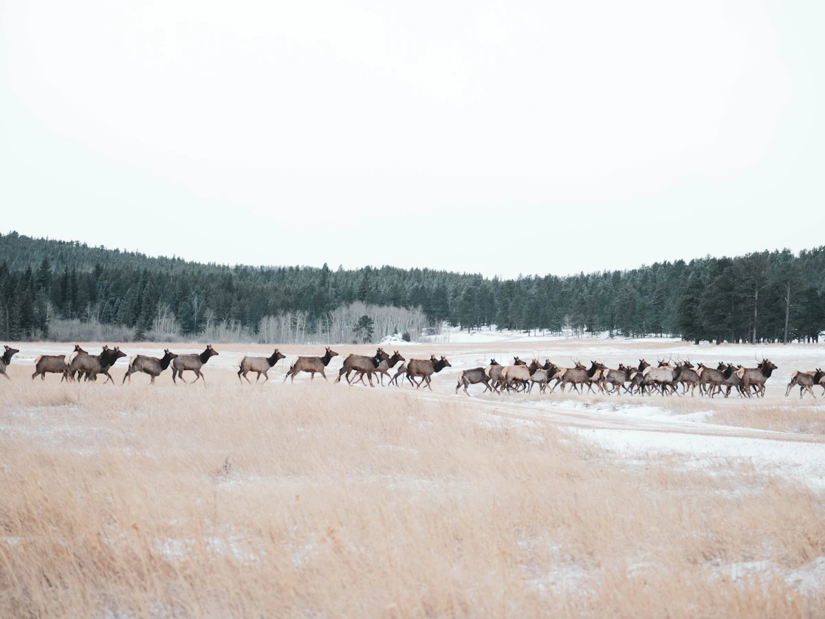 How to Cow Call Elk Effectively: A Complete Guide for Western Hunters