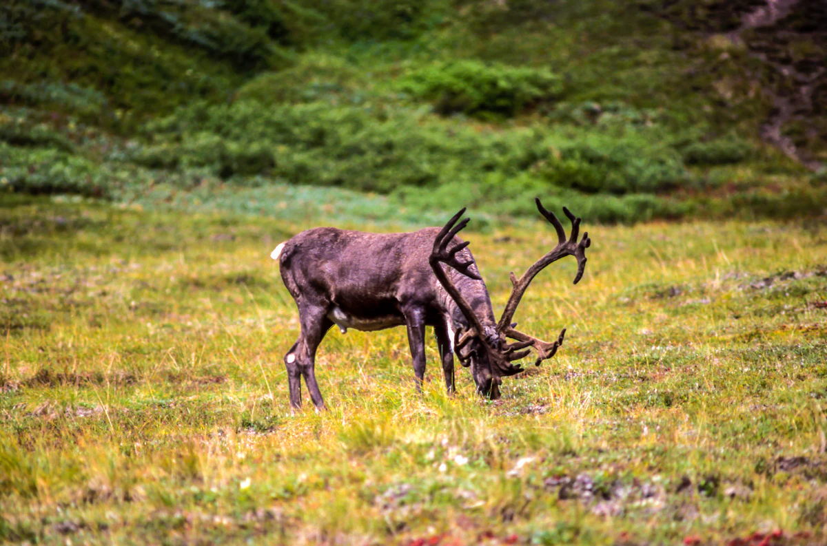 How to Field Judge Caribou | Complete Caribou Scoring Guide