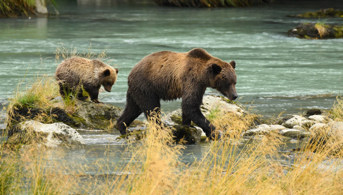 How to Field Judge Grizzly Bears | Complete Grizzly Hunting Guide