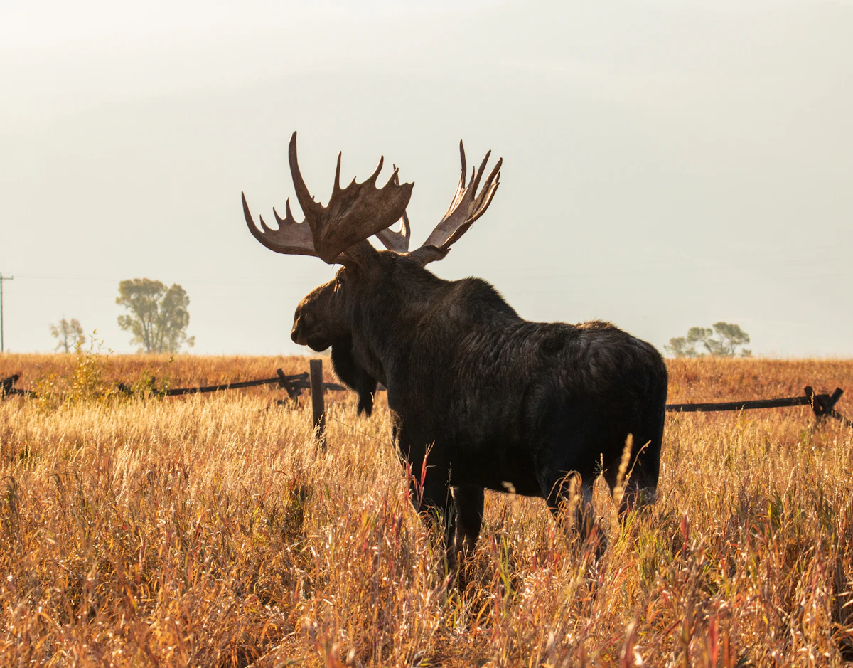 How to Field Judge Moose | Complete Moose Scoring Guide