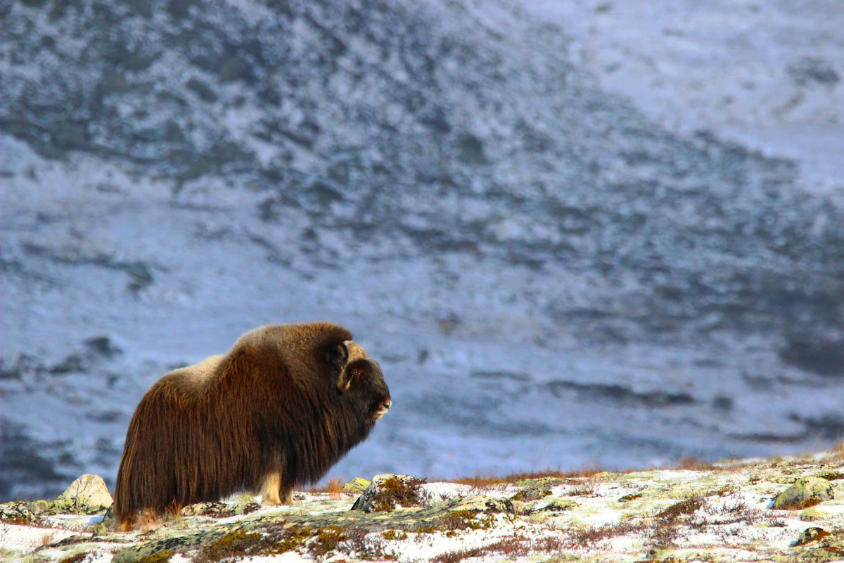 How to Field Judge Muskox | Complete Muskox Hunting Guide