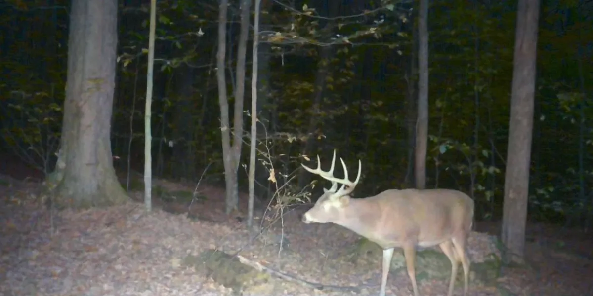 How to Field Judge Whitetail Deer | Complete Buck Scoring Guide