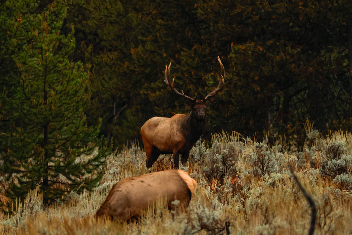 How to Find Elk Within One Mile of a Road: Secrets to Hunting Pressured Bulls